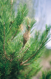 Pino atacado por Procesionaria