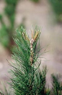 Ataque de Rhyacionaria