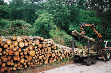 Rolla procedente de una corta final de pino insigne