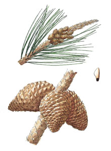 Ramilla con flores masculinas, pi�as y pi��n con ala;