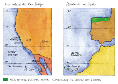 Ramilla con flores masculinas, pi�as y pi��n con ala;