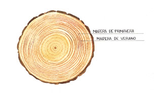 Anillo,madera de verano y de primavera