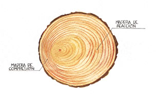 Madera de compresi�n y de reacci�n;