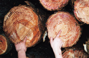 Madera de sierra:izda.,mala calidad;dcha.,buena calidad;