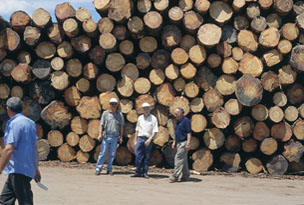 Rolla de pino radiata para chapa y desenrollo