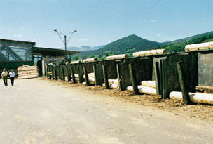 Clasificaci�n de la rolla en una serrer�a antes de ser despiezada