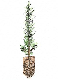 Defectos frecuentes de la planta en contenedor