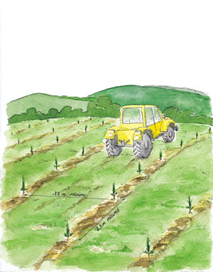 El marco de plantaci�n