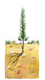 Defectos en la plantaci�n