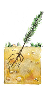 Defectos en la plantaci�n