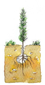 Defectos en la plantaci�n