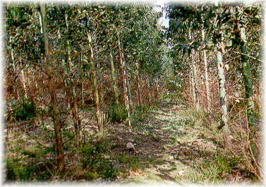 Plantaci�n de E. globulus de  3 a�os de edad con buen crecimiento en altura