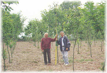 Plantaci�n de Castanea sativa de 3,5 a�os de edad con buen crecimiento en altura.