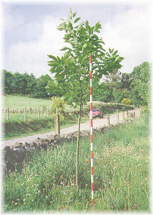 Ejemplar de casta�o h�brido de tres a�os de edad con buen crecimiento en altura.