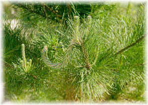 Da�o producido por Rhyaccionia buoliana en pino insigne.