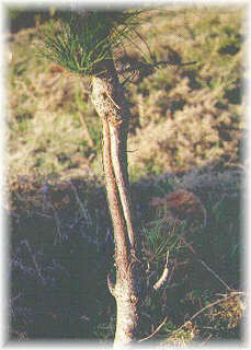 Da�o producido por corzo en pino insigne.