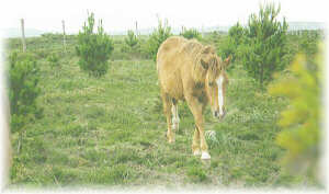 Caballos r�sticos pastoreando en una plantaci�n joven de Pinus radiata.