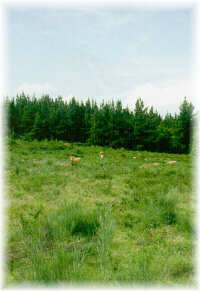 Vacas de raza rubia gallega pastando en un monte cubierto de matorral