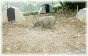 Cerdo ib�rico en explotaci�n semiextensiva en A Balsa. Villalba (Lugo)