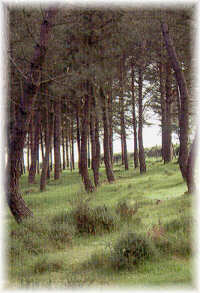 Recuperaci�n de las matas de tojo al suprimir el pastoreo de cabras. Marco da Curra (La Coru�a).